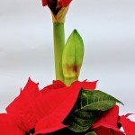 Amaryllis/joulutähti
hinta. 49€ Tilaustunnus. AJ1